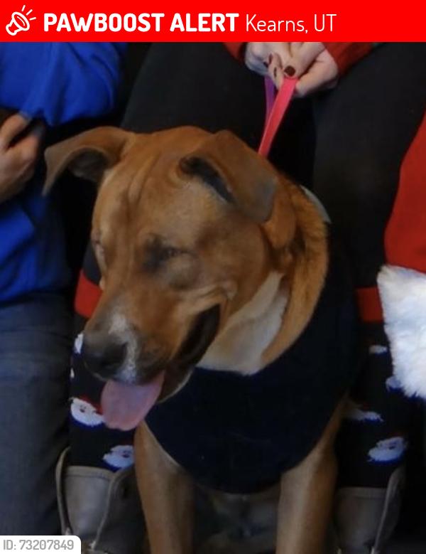 Lost Male Dog last seen Near West 5400 South, Kearns, UT 84118