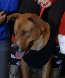 Lost Male Dog last seen Near West 5400 South, Kearns, UT 84118