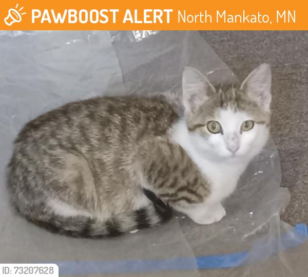 Found/Stray Male Cat last seen Page and Lyndale, North Mankato, MN 56003