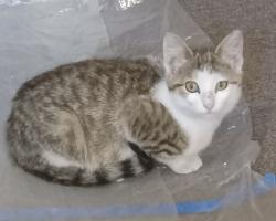 Found/Stray Male Cat last seen Page and Lyndale, North Mankato, MN 56003