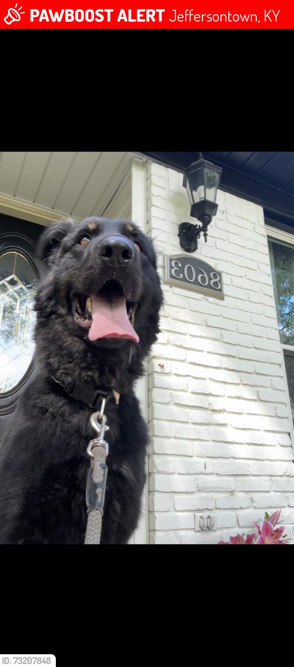 Lost Male Dog last seen Watterson trail, Jeffersontown, KY 40299