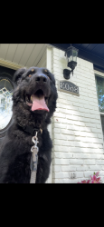 Lost Male Dog last seen Watterson trail, Jeffersontown, KY 40299