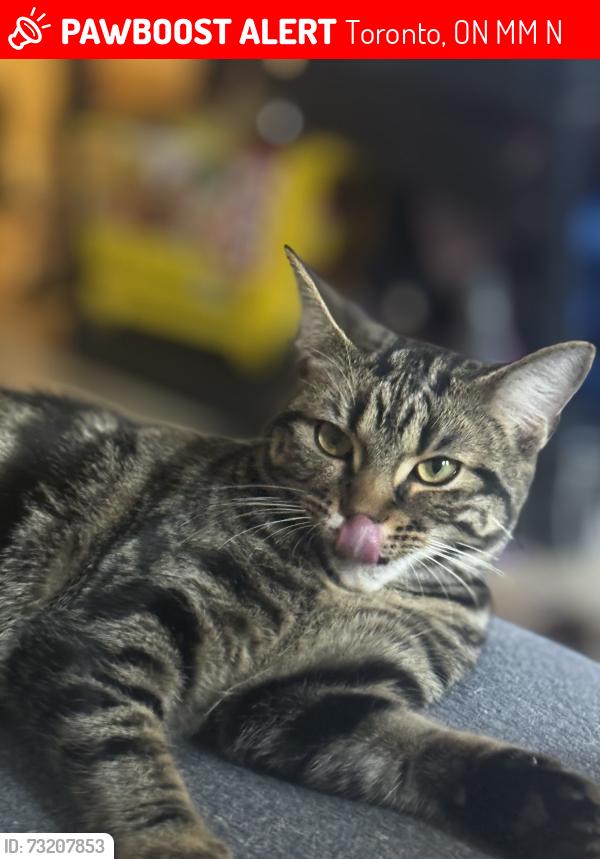 Lost Female Cat last seen Queen and Logan ave, Toronto, ON M4M 2N2