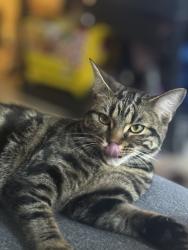 Lost Female Cat last seen Queen and Logan ave, Toronto, ON M4M 2N2