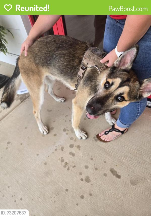 Reunited Male Dog last seen Across from Food Lion, Jacksonville, NC 28540