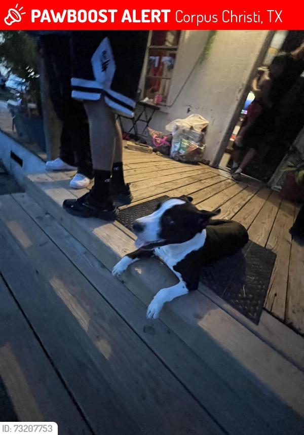 Lost Male Dog last seen Holly and Weber, Corpus Christi, TX 78415