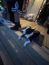 Lost Male Dog last seen Holly and Weber, Corpus Christi, TX 78415