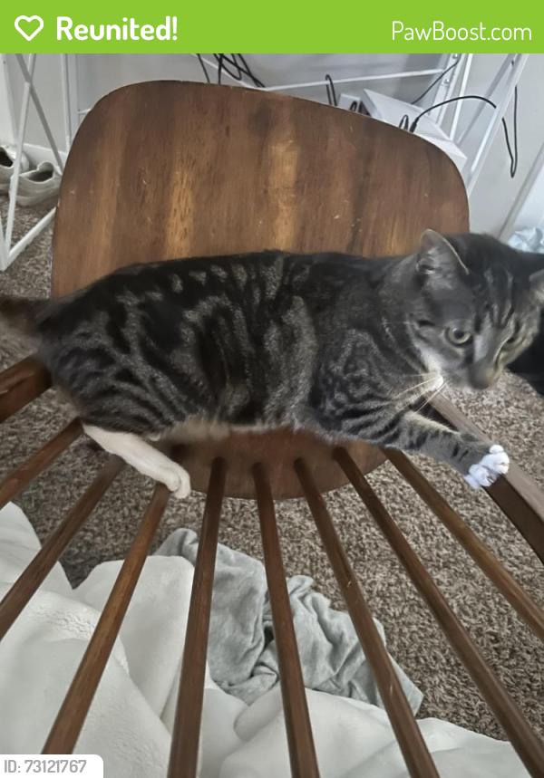Reunited Female Cat last seen Near Georgia St, College Station, TX 77840