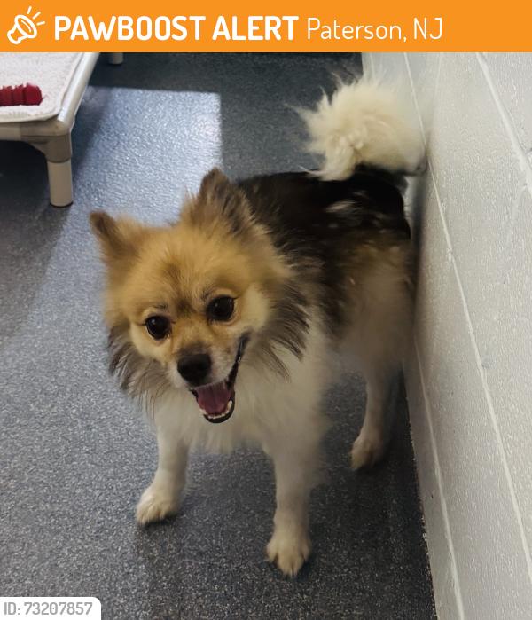 Found/Stray Male Dog last seen Crooks Ave, Paterson, NJ 07503