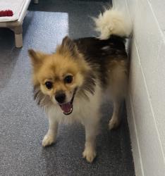 Found/Stray Male Dog last seen Crooks Ave, Paterson, NJ 07503