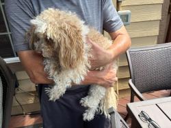 Reunited Female Dog last seen Yorkshire and Monarch Drive, Castle Pines, CO 80108