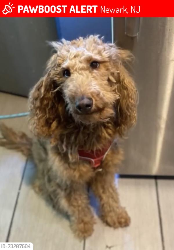 Lost Female Dog last seen Smith St, Newark, NJ 07106