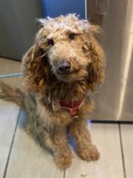 Lost Female Dog last seen Smith St, Newark, NJ 07106