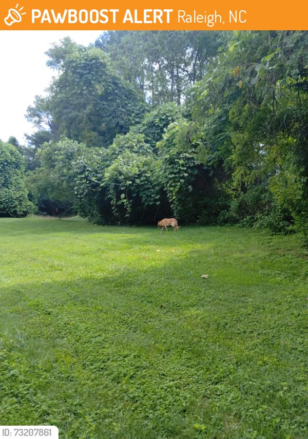 Found/Stray Male Dog last seen Near Shadetree Ln, Raleigh, NC 27613, Raleigh, NC 27613