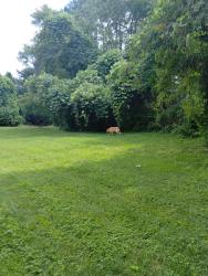 Found/Stray Male Dog last seen Near Shadetree Ln, Raleigh, NC 27613, Raleigh, NC 27613