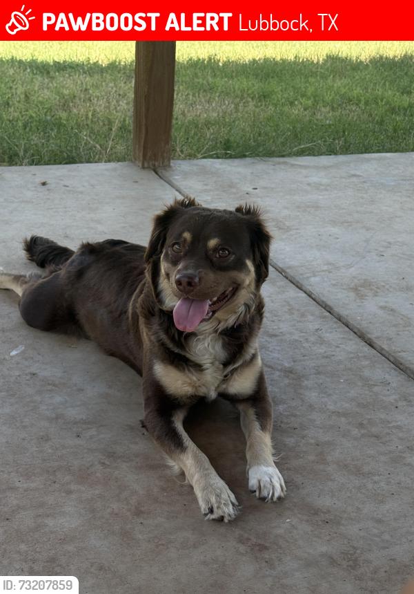 Lost Female Dog last seen 62nd and university, Lubbock, TX 79412