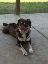 Lost Female Dog last seen 62nd and university, Lubbock, TX 79412