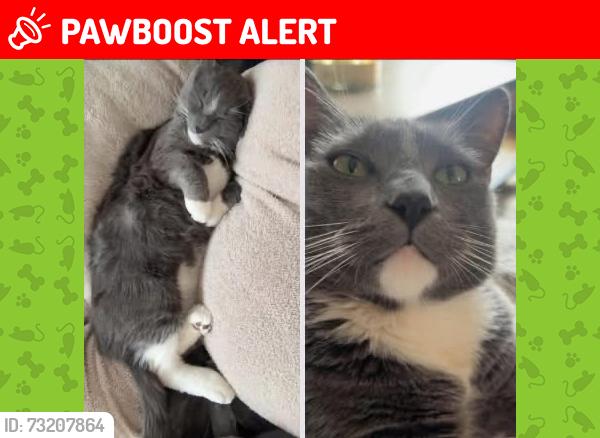 Lost Male Cat last seen Richfield bowling alley, Genesee Township, MI 48506