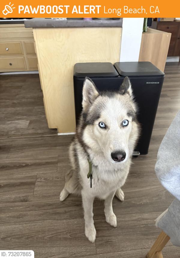 Found/Stray Unknown Dog last seen 3rd street, Long Beach, CA 90802