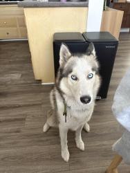 Found/Stray Unknown Dog last seen 3rd street, Long Beach, CA 90802