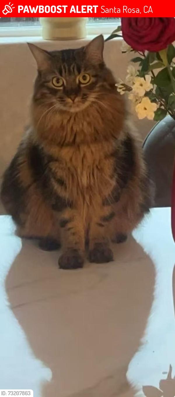 Lost Female Cat last seen common way，near Elsie Allen High School, Santa Rosa, CA 95407