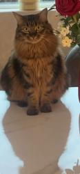 Lost Female Cat last seen common way，near Elsie Allen High School, Santa Rosa, CA 95407