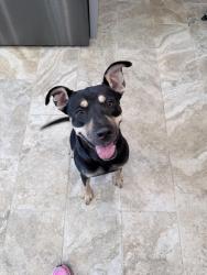 Found/Stray Female Dog last seen Between Western and Walker, Oklahoma City, OK 73139