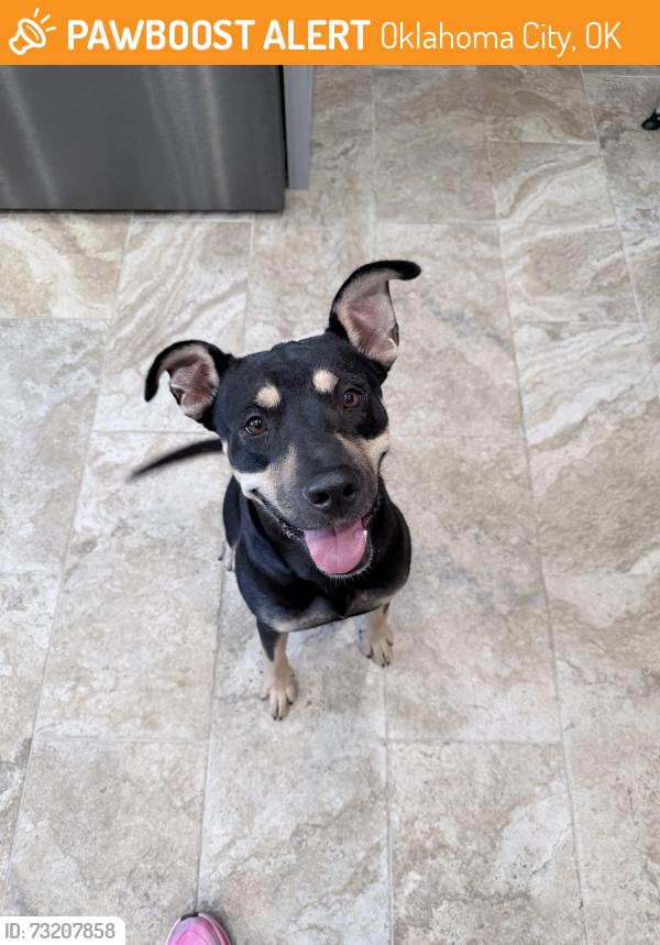 Found/Stray Female Dog last seen Between Western and Walker, Oklahoma City, OK 73139
