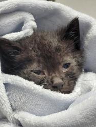 Shelter Stray Male Cat last seen Dumped in OAS parking lot, Oakland,, 1101 29th Ave, Oakland, CA 94601, USA