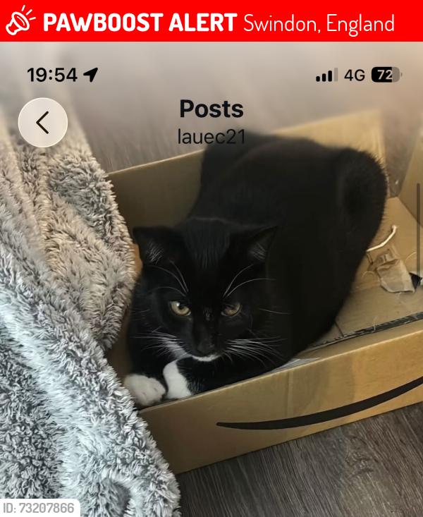 Lost Male Cat last seen Near train tracks, Swindon, England 