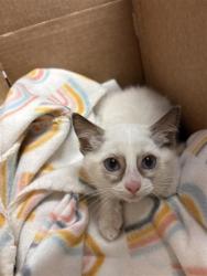 Shelter Stray Female Cat last seen Near volcanic ave, CITY of El Paso, TX, 5001 Fred Wilson Ave, El Paso, TX 79906, USA