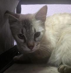 Shelter Stray Female Cat last seen Near north loop, COUNTY of El Paso, TX, 5001 Fred Wilson Ave, El Paso, TX 79906, USA