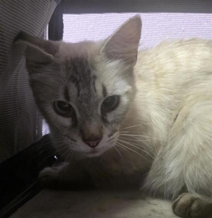 Shelter Stray Female Cat last seen Near north loop, COUNTY of El Paso, TX, 5001 Fred Wilson Ave, El Paso, TX 79906, USA