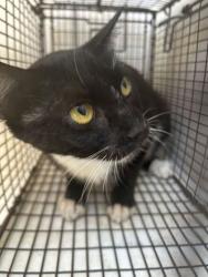 Shelter Stray Unknown Cat last seen Near Daniels Road, Knox County ASO, TN, 3201 Division St, Knoxville, TN 37919, USA
