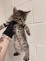 Shelter Stray Female Cat last seen Near Miller Rd, Knox County GP, TN, 3201 Division St, Knoxville, TN 37919, USA