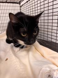 Shelter Stray Unknown Cat last seen Near Miller Rd, Knox County GP, TN, 3201 Division St, Knoxville, TN 37919, USA