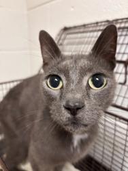 Shelter Stray Male Cat last seen W Oak Hill Ave, Knox County GP, TN, 3201 Division St, Knoxville, TN 37919, USA