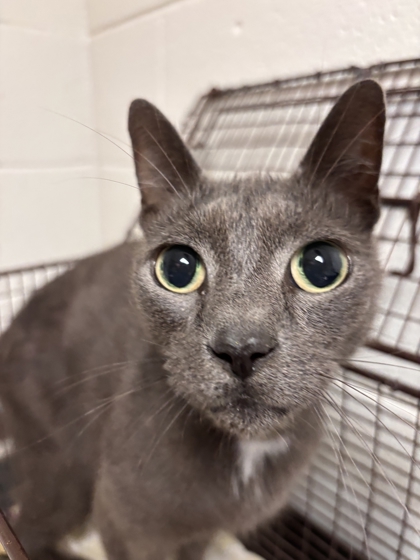 Shelter Stray Male Cat last seen W Oak Hill Ave, Knox County GP, TN, 3201 Division St, Knoxville, TN 37919, USA