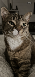 Lost Male Cat last seen Bradner road in between twp line and haverman, Abbotsford, BC 
