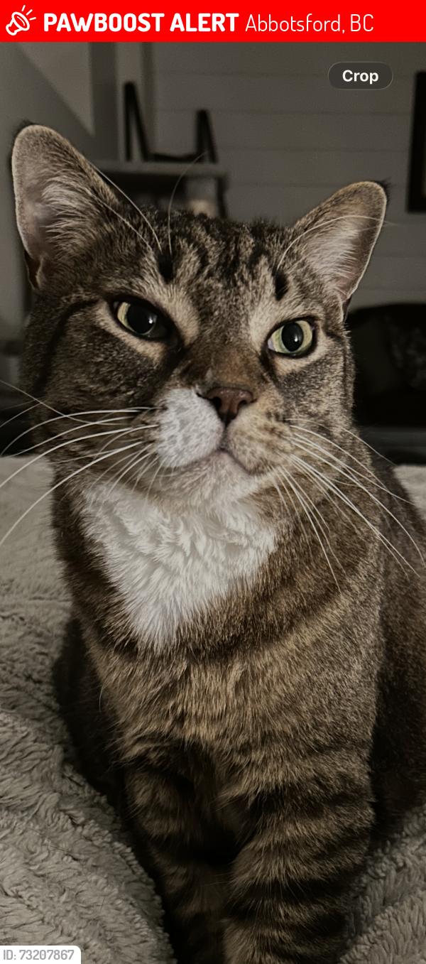 Lost Male Cat last seen Bradner road in between twp line and haverman, Abbotsford, BC 