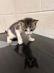 Shelter Stray Male Cat last seen Near block of Peters rd, City of Knoxville GP, TN, 3201 Division St, Knoxville, TN 37919, USA