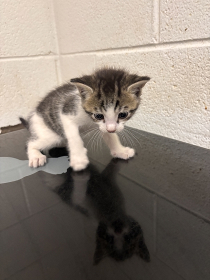 Shelter Stray Male Cat last seen Near block of Peters rd, City of Knoxville GP, TN, 3201 Division St, Knoxville, TN 37919, USA