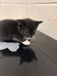 Shelter Stray Male Cat last seen Near block of Peters rd, City of Knoxville GP, TN, 3201 Division St, Knoxville, TN 37919, USA