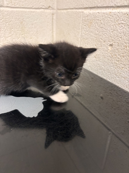 Shelter Stray Male Cat last seen Near block of Peters rd, City of Knoxville GP, TN, 3201 Division St, Knoxville, TN 37919, USA