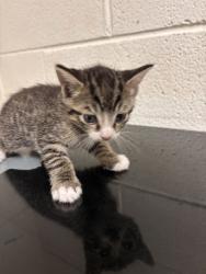 Shelter Stray Male Cat last seen Near block of Peters rd, City of Knoxville GP, TN, 3201 Division St, Knoxville, TN 37919, USA