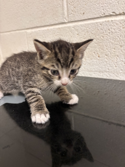 Shelter Stray Male Cat last seen Near block of Peters rd, City of Knoxville GP, TN, 3201 Division St, Knoxville, TN 37919, USA