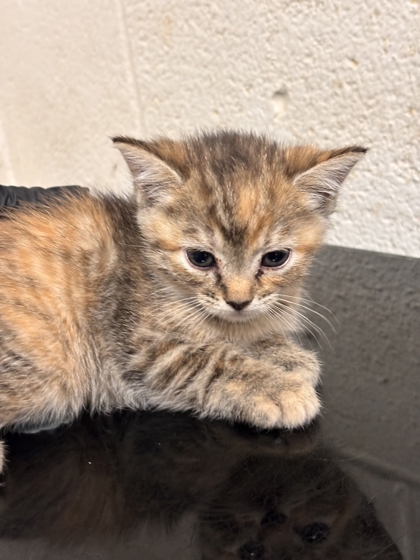 Shelter Stray Female Cat last seen Near block of Peters rd, City of Knoxville GP, TN, 3201 Division St, Knoxville, TN 37919, USA