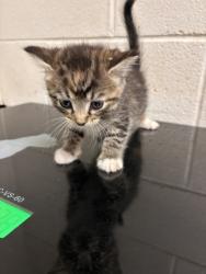 Shelter Stray Female Cat last seen Near block of Peters rd, City of Knoxville GP, TN, 3201 Division St, Knoxville, TN 37919, USA