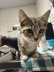 Shelter Stray Male Cat last seen Near Western Ave., Knox County GP, TN, 3201 Division St, Knoxville, TN 37919, USA