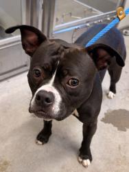 Shelter Stray Male Dog last seen W 47 & Tillman, 2nd District, OH, 9203 Detroit Ave, Cleveland, OH 44102, USA